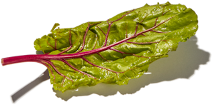 Leaf of swiss chard