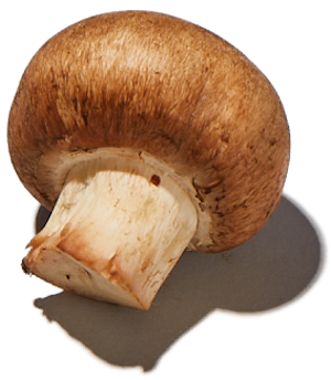 Mushroom